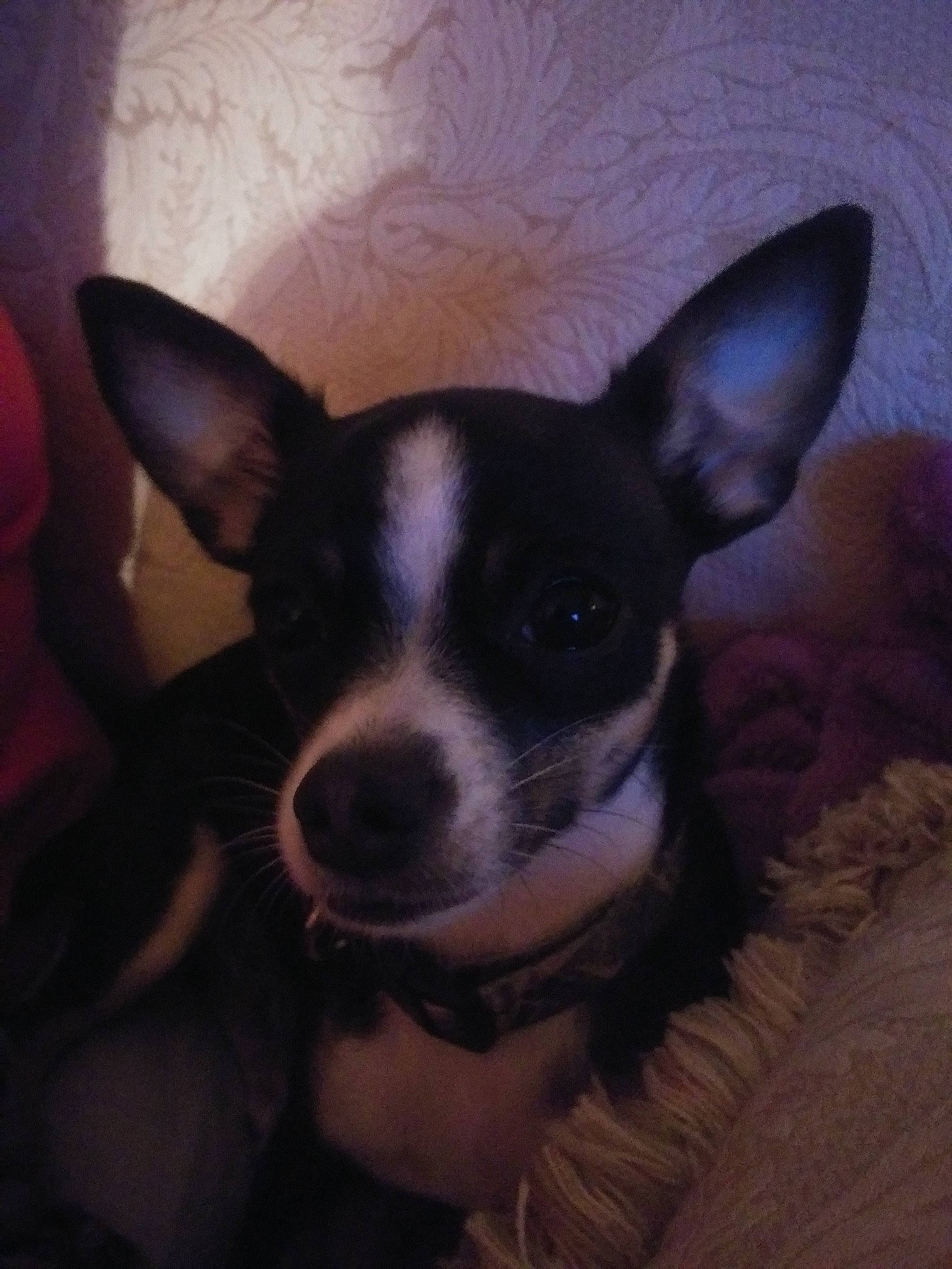 Izzy joined the competition — help win amazing prizes! canidae, carnivore, chihuahua, corgi_chihuahua, dog, dog_breed, ear, english_toy_terrier, feist, mammal, miniature_fox_terrier, nose, puppy, rat_terrier, sky, snout, teddy_roosevelt_terrier, tenterfield_terrier, toy_fox_terrier, vertebrate