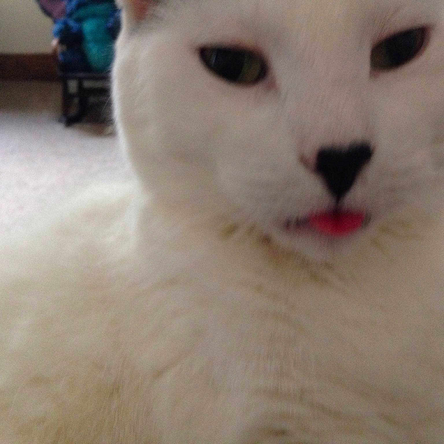 Dopey is registered to the contest to win money with this photo: