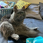 étoile a rejoint le concours — aidez-le/la à gagner de superbes lots ! basket, cat, claws, couch, cozy, curious, feline, fluffy, fur, gray_cat, home, indoor, leopard_print, paw, pet, pillow, relaxed, tablet, toys, whiskers