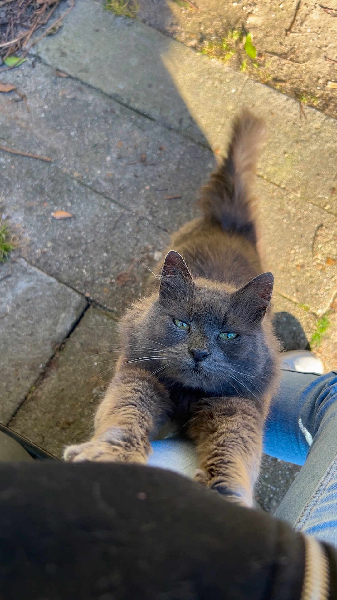 étoile participe au concours pour gagner de l'argent avec cette photo : animal, cat, closeup, curious, daylight, feline, fur, gray_cat, green_eyes, jeans, outdoor, paws, person, pet, shadow, stone_pavement, stretching, sunlight, tail, whiskers