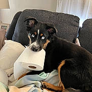 Bindi Boo joined the competition — help win amazing prizes! animal, black_fur, blanket, blue_eyes, couch, cozy, curious, cute, dog, ears, fur, home, indoor, pet, puppy, resting, tail, tan_fur, toilet_paper, young_dog