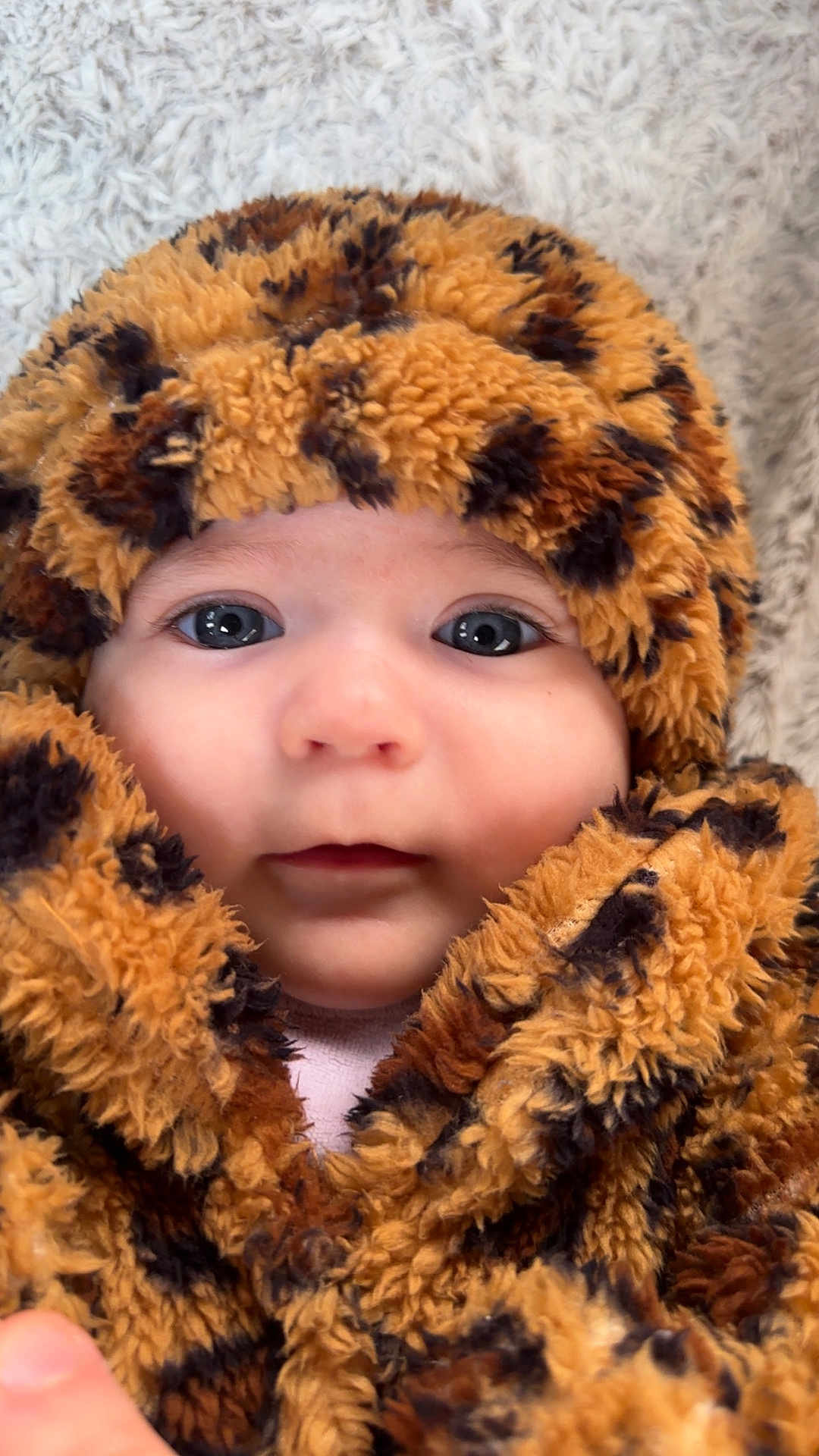 Maïwenn participe au concours pour gagner de l'argent avec cette photo : baby, infant, child, face, blue_eyes, cheeks, nose, mouth, hood, leopard_print, fuzzy_texture, blanket, cozy, portrait, close_up, soft_lighting, cuteness, gaze, winter_clothing, plush