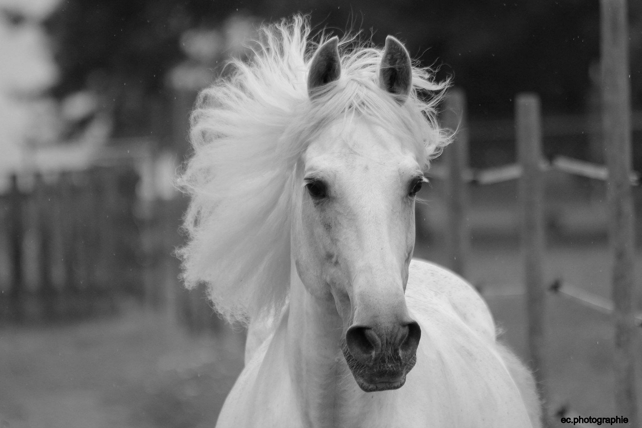 Albo participe au concours pour gagner de l'argent avec cette photo : black_and_white, hair, horse, livestock, mammal, mane, mare, monochrome, monochrome_photography, mustang_horse, photography, sky, snout, stallion, stock_photography, style, white, wildlife