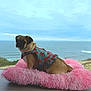 Lucy joined the competition — help win amazing prizes! dog, pug, pet, pet_bed, pink_bed, fuzzy_bed, ocean, sea, coast, beach, window, horizon, sky, clouds, sweater, harness, canine, portrait, scenic, relaxing