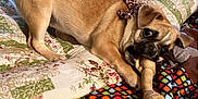 Lucy joined the competition — help win amazing prizes! dog, pet, chewing, bone, blanket, quilt, floral_pattern, colorful_pattern, paw, bow_accessory, leopard_print, tan_fur, close_up, indoor, bed, toy, canine, lying_down, playful, mouth