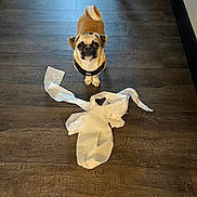 Lucy is registered to the contest to win money with this photo: dog, pug, small_dog, indoor, hardwood_floor, paper_towel, mischief, harness, looking_up, big_eyes, tail, paws, fur, standing, mess, flooring, furniture_leg, wall, shadow, cute