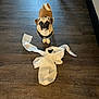dog, pug, small_dog, indoor, hardwood_floor, paper_towel, mischief, harness, looking_up, big_eyes, tail, paws, fur, standing, mess, flooring, furniture_leg, wall, shadow, cute