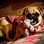 Lucy is registered to the contest to win money with this photo: dog, pug, plush_toy, stuffed_animal, elephant_toy, jacket, blanket, bed, indoor, pet, closeup, muzzle, big_eyes, cozy, lying_down, wooden_headboard, fabric_pattern, warm_lighting, outfit, adorable