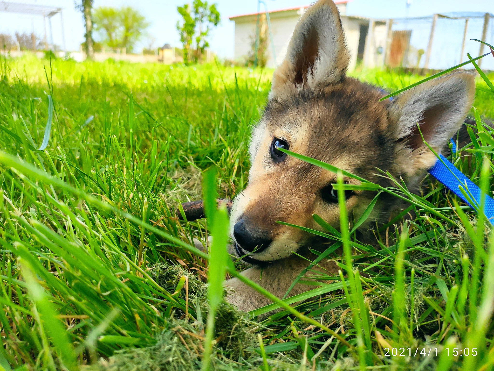 Diana participe au concours pour gagner de l'argent avec cette photo : canidae, canis, carnivore, dog, dog_breed, fawn, fur, german_shepherd_dog, grass, grassland, groundcover, herbaceous_plant, pasture, people_in_nature, plant, snout, sporting_group, terrestrial_animal, whiskers, working_animal