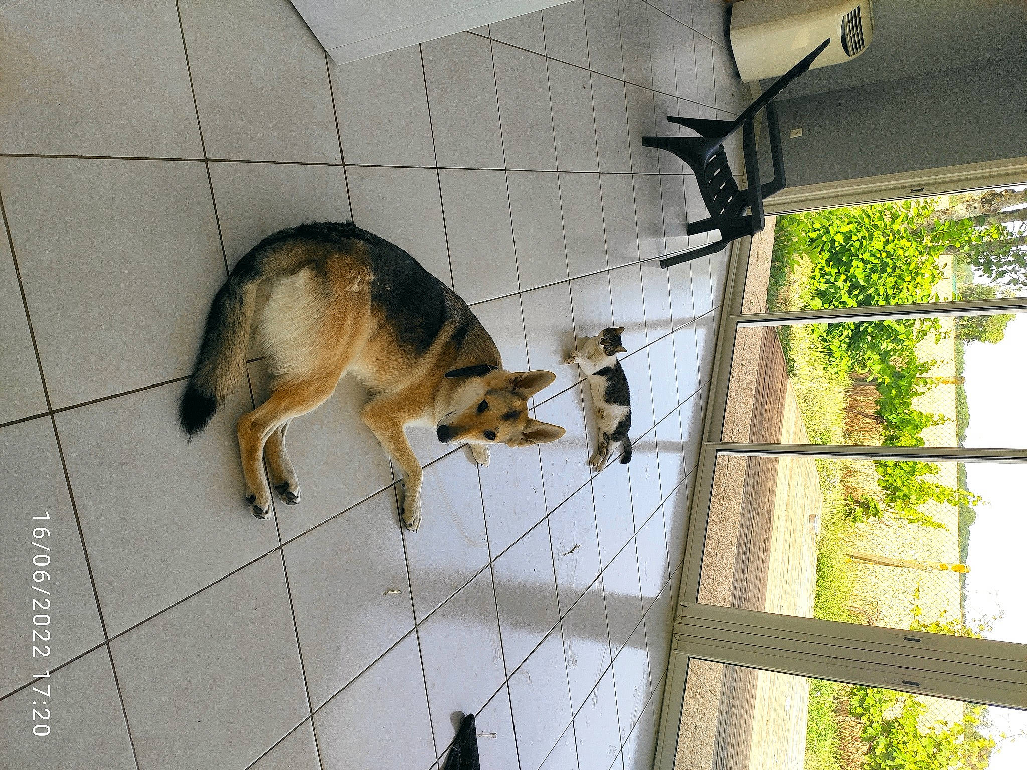 Diana a rejoint le concours — aidez-le/la à gagner de superbes lots ! animal_shelter, carnivore, dog, dog_breed, electricity, fawn, felidae, fence, fur, german_shepherd_dog, mesh, metal, pet_supply, plant, small_to_medium_sized_cats, sporting_group, tail, tree, window, wire_fencing