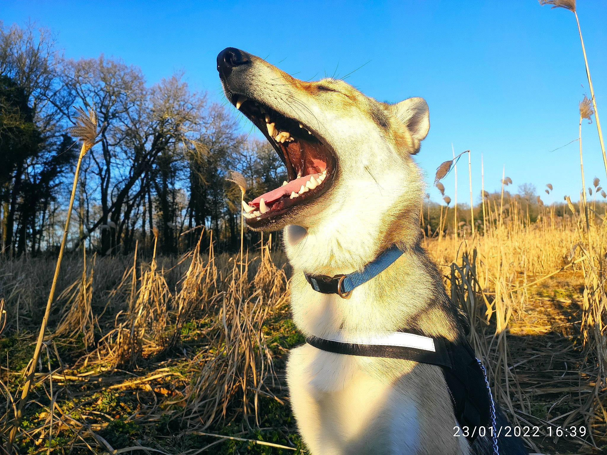 Diana a rejoint le concours — aidez-le/la à gagner de superbes lots ! carnivore, collar, companion_dog, dog, dog_breed, dog_collar, fang, fawn, grass, happy, jaw, people_in_nature, plant, sky, snout, sporting_group, sunlight, tree, whiskers, working_animal