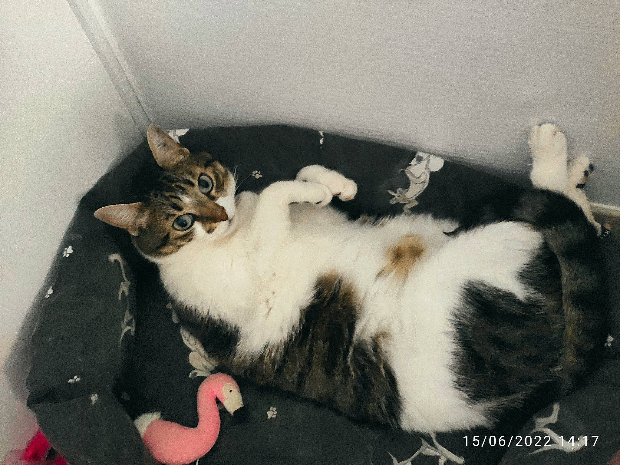 Bidule participe au concours pour gagner de l'argent avec cette photo : carnivore, cat, cat_supply, claw, comfort, domestic_short_haired_cat, felidae, fur, mammal, nap, paw, sleep, small_to_medium_sized_cats, snout, tail, whiskers