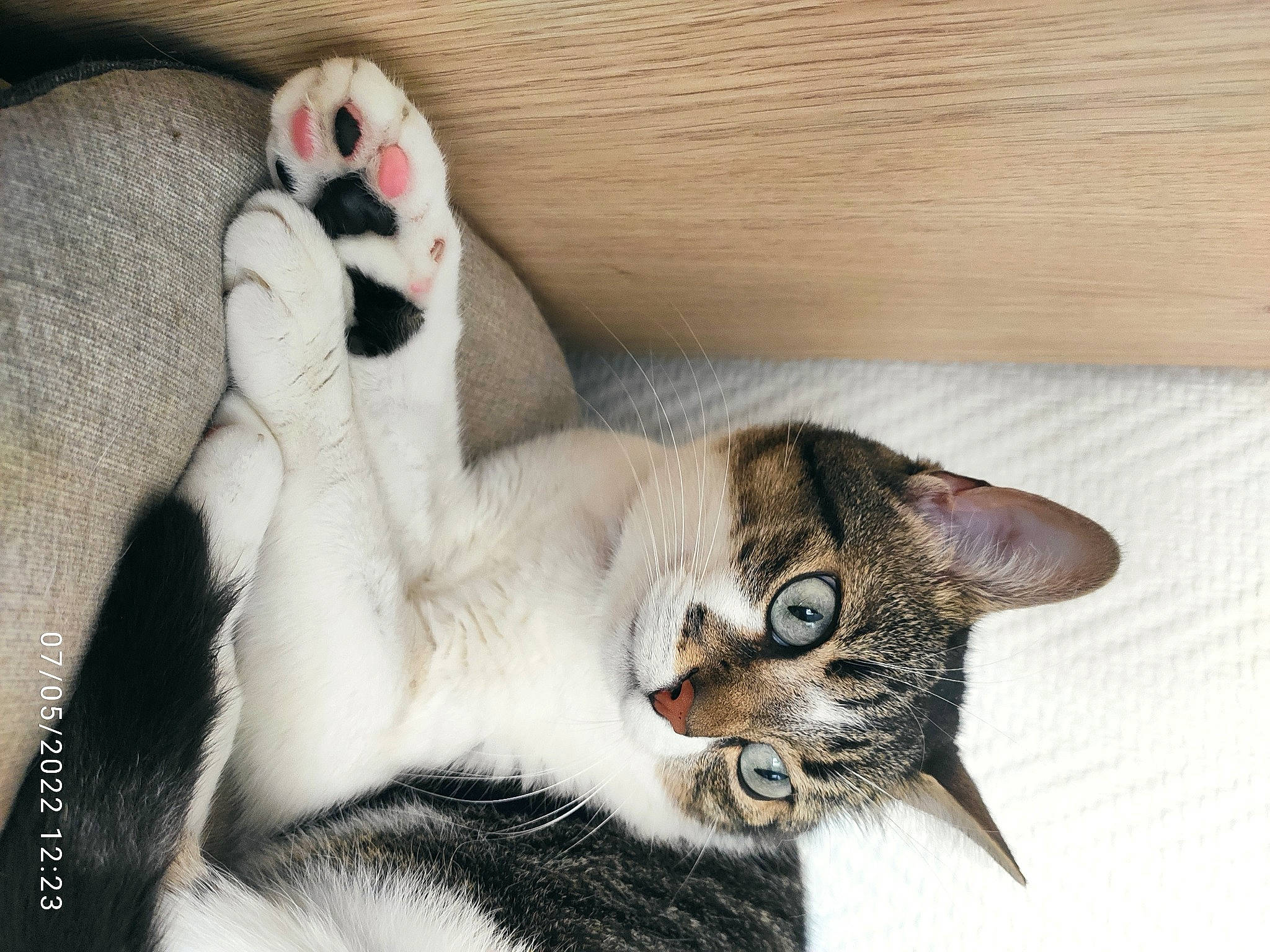 Bidule a rejoint le concours — aidez-le/la à gagner de superbes lots ! carnivore, cat, cat_bed, cat_supply, claw, comfort, couch, domestic_short_haired_cat, felidae, fur, hardwood, paw, small_to_medium_sized_cats, snout, tail, toy, whiskers, wood