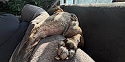 Tate Mcgates is registered to the contest to win money with this photo: dog, paw, couch, sunlight, window, indoor, plant, relaxed, pet, fur, cozy, home, shadow, daylight, resting, animal, comfort, living_room, canine, nature_outside