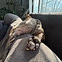 animal, canine, comfort, couch, cozy, daylight, dog, fur, home, indoor, living_room, nature_outside, paw, pet, plant, relaxed, resting, shadow, sunlight, window