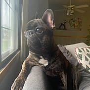 Tate Mcgates is registered to the contest to win money with this photo: dog, french_bulldog, brindle, pet, indoors, couch, window, curious, living_room, pillow, armrest, ceiling_fan, daylight, houseplant, furniture, home, animal, companion, domestic_dog, relaxed