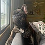 animal, armrest, brindle, ceiling_fan, companion, couch, curious, daylight, dog, domestic_dog, french_bulldog, furniture, home, houseplant, indoors, living_room, pet, pillow, relaxed, window