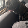 Tate Mcgates joined the competition — help win amazing prizes! dog, french_bulldog, pet, indoor, couch, window, curious, brindle, animal, companion, cozy, living_room, home, soft_light, looking_out, playful, canine, sitting, fur, ears
