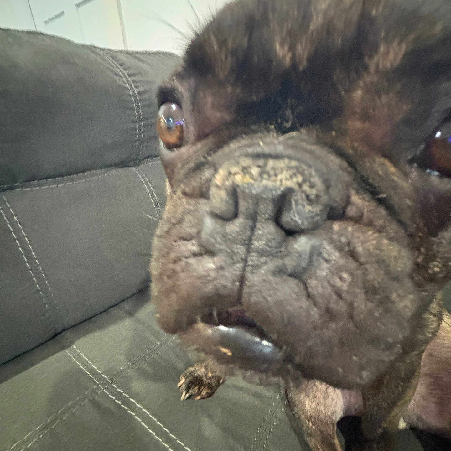 Tate Mcgates joined the competition — help win amazing prizes! animal, brown_eyes, canine, close_up, companion, couch, cute, dog, domestic, face, french_bulldog, fur, indoor, nose, paw, pet, portrait, sitting, snout, wrinkles