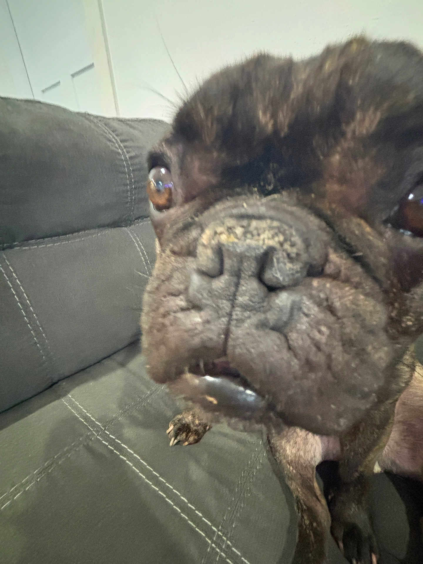 Tate Mcgates joined the competition — help win amazing prizes! dog, french_bulldog, close_up, pet, animal, face, snout, wrinkles, couch, indoor, brown_eyes, paw, fur, nose, sitting, canine, companion, cute, domestic, portrait
