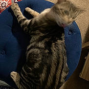 Tuya joined the competition — help win amazing prizes! cat, blurry, motion_blur, striped_cat, feline, blue_cushion, stool, carpet, indoor, pet, animal, licking, striped_fur, tabby, furniture, colorful_blanket, cozy, home, resting, domestic_cat