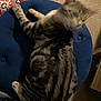 cat, blurry, motion_blur, striped_cat, feline, blue_cushion, stool, carpet, indoor, pet, animal, licking, striped_fur, tabby, furniture, colorful_blanket, cozy, home, resting, domestic_cat