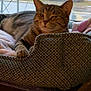 cat, tabby, pet_bed, cushion, window, indoor, relaxed, feline, animal, resting, cozy, urban, background, tree, building, daytime, fur, whiskers, paws, sleepy
