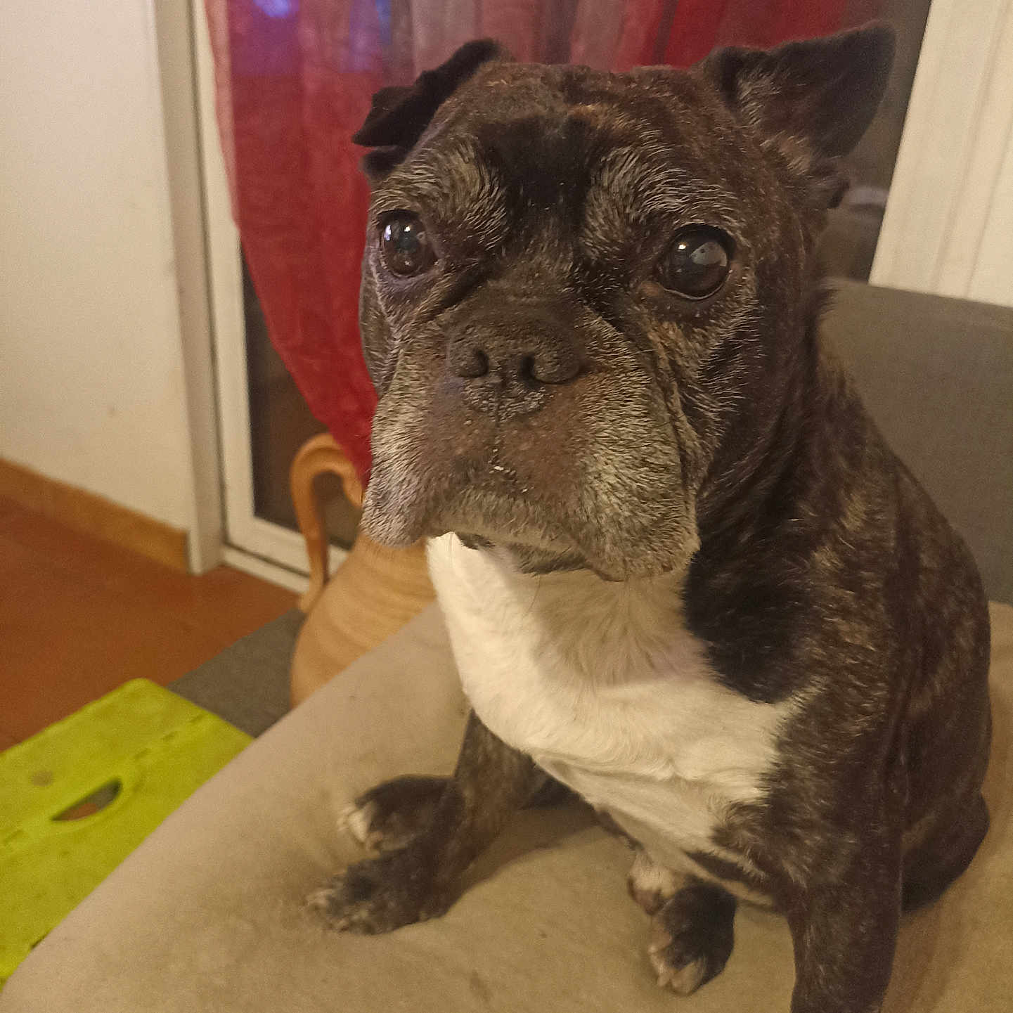 Lol a rejoint le concours — aidez-le/la à gagner de superbes lots ! dog, bulldog, pet, animal, portrait, sitting, indoors, cushion, sofa, wrinkles, black_and_white, short_hair, large_eyes, floppy_ears, white_chest, front_facing, living_room, curtains, cozy, photography