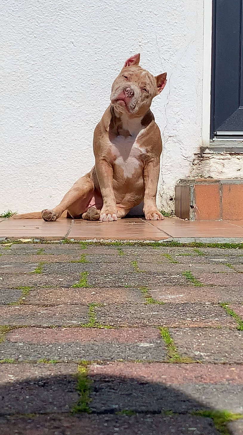 Kajal participe au concours pour gagner de l'argent avec cette photo : art, brick, canidae, carnivore, carving, fawn, felidae, grass, monument, rhesus_macaque, sculpture, small_to_medium_sized_cats, snout, statue, tail, terrestrial_animal, visual_arts, whiskers, window, wood