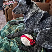 Freckles joined the competition — help win amazing prizes! animal, armchair, black, blanket, brown, carpet, cozy, dog, domestic, furniture, gray, green, indoor, newspaper, pet, plush_toy, relaxed, resting, side_view, window