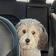 Oreo is registered to the contest to win money with this photo: dog, curly_fur, pet, car_interior, backseat, seatbelt, leather_seat, animal, cute, portrait, companion, curious, closeup, domestic_animal, mammal, looking, nose, whiskers, ears, furry