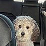 dog, curly_fur, pet, car_interior, backseat, seatbelt, leather_seat, animal, cute, portrait, companion, curious, closeup, domestic_animal, mammal, looking, nose, whiskers, ears, furry