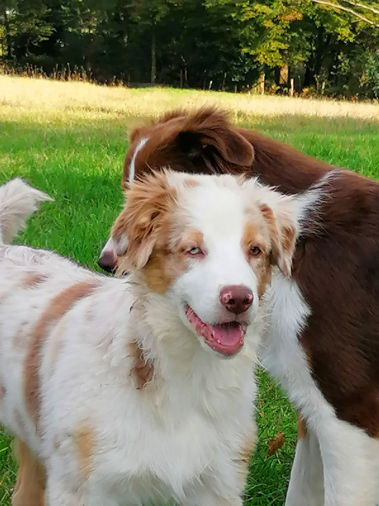 Sweet a rejoint le concours — aidez-le/la à gagner de superbes lots ! australian_shepherd, border_collie, canidae, carnivore, companion_dog, dog, dog_breed, dog_collar, fur, grass, gun_dog, herding_dog, liver, mammal, plant, snout, sporting_group, terrestrial_animal, tree, working_dog