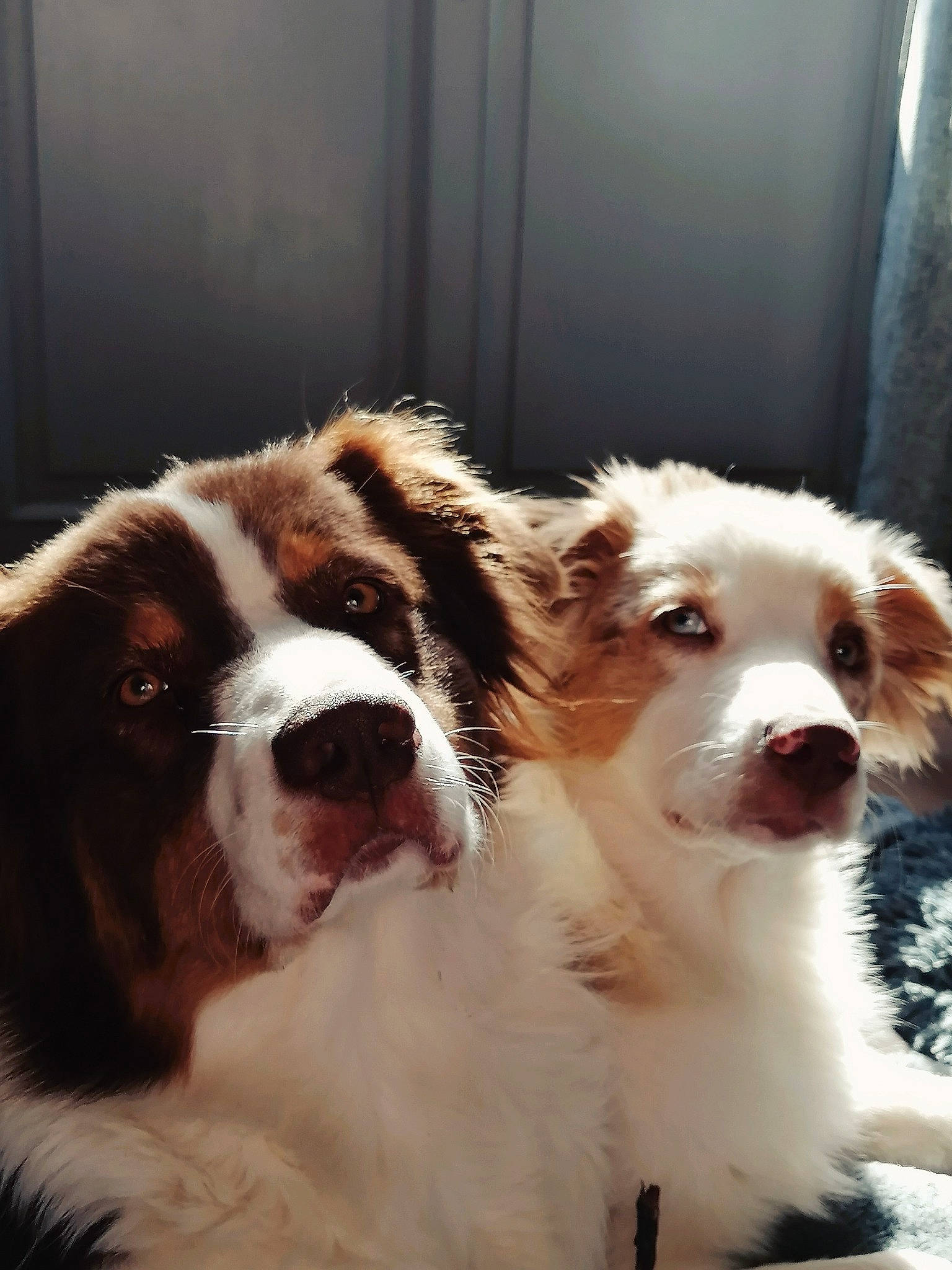 Sweet participe au concours pour gagner de l'argent avec cette photo : australian_shepherd, ball, bored, canidae, carnivore, companion_dog, curtain, dog, dog_breed, door, fawn, fur, gun_dog, liver, shout, snout, sporting_group, terrestrial_animal, whiskers, working_animal