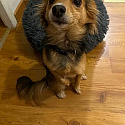 Rocket participe au concours pour gagner de l'argent avec cette photo : animal, bed, brown, canine, collar, cozy, cute, dog, eyes, floor, fur, fur_texture, household, indoor, pet, pet_bed, sitting, small_dog, tail, wooden_floor
