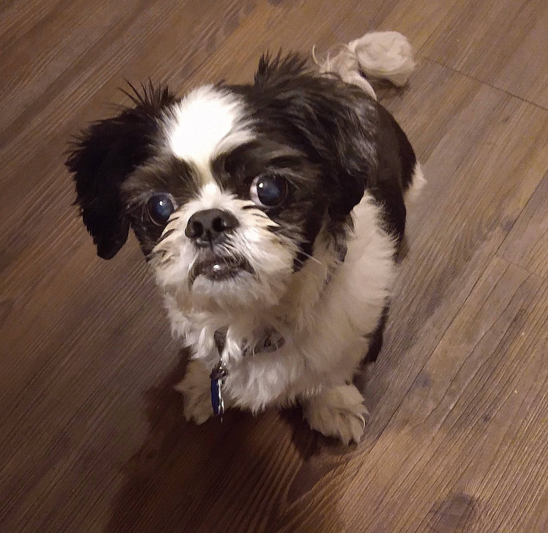 Tux joined the competition — help win amazing prizes! canidae, carnivore, companion_dog, dog, dog_breed, eye, fur, hardwood, head, liver, maltepoo, shih_poo, shih_tzu, snout, sporting_group, toy_dog, varnish, wood, wood_stain, working_animal