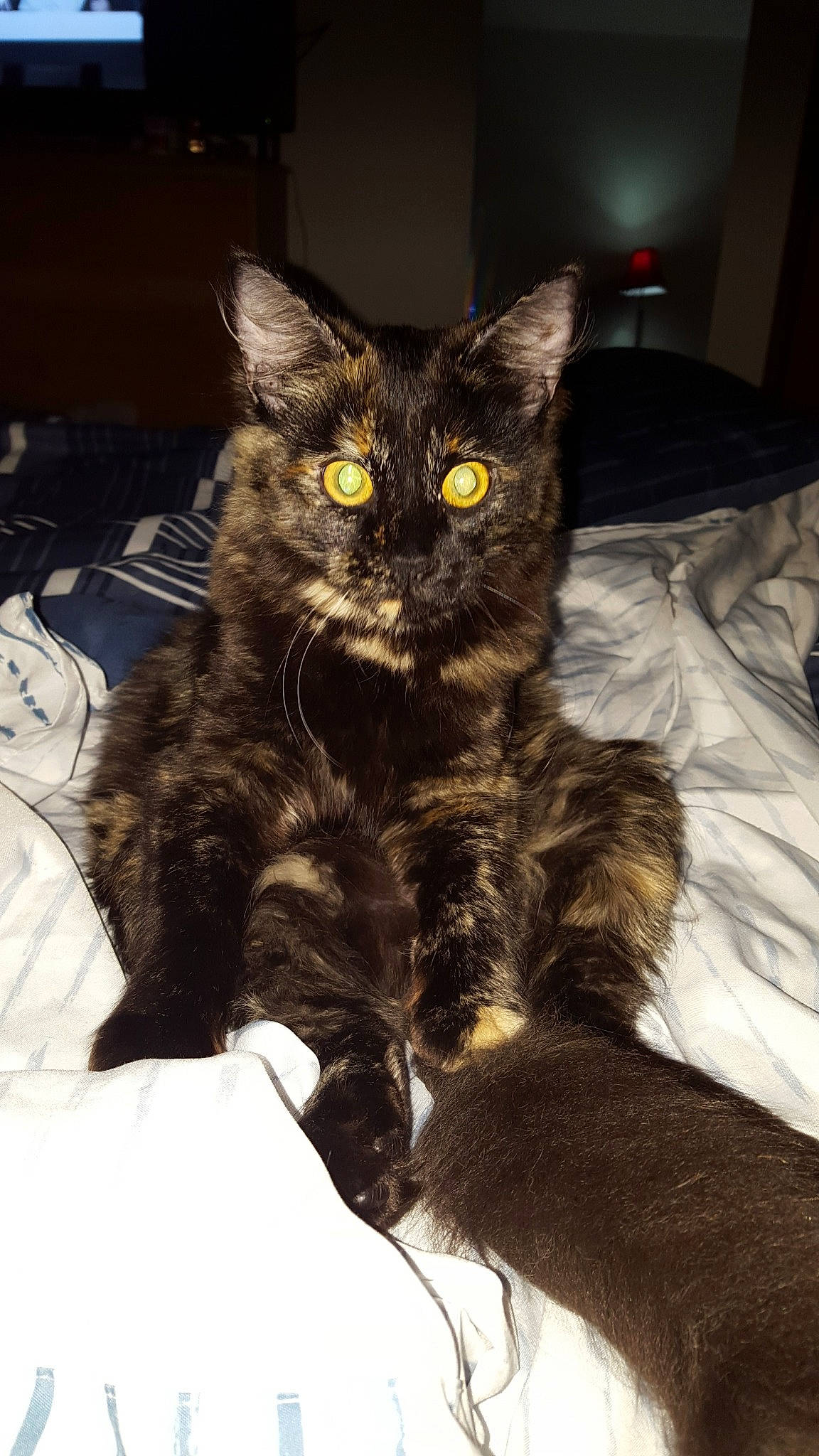 Fluffball is registered to the contest to win money with this photo: asian, asian_semi_longhair, black_cat, carnivore, cat, claw, domestic_long_haired_cat, domestic_short_haired_cat, european_shorthair, eye, felidae, fur, kitten, maine_coon, mammal, norwegian_forest_cat, oriental_longhair, small_to_medium_sized_cats, vertebrate, whiskers