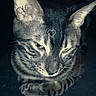 cat, tabby, animal, pet, feline, ears, whiskers, fur, indoor, resting, dark_background, closeup, portrait, mammal, looking_down, sleepy, quiet, domestic, cute, striped
