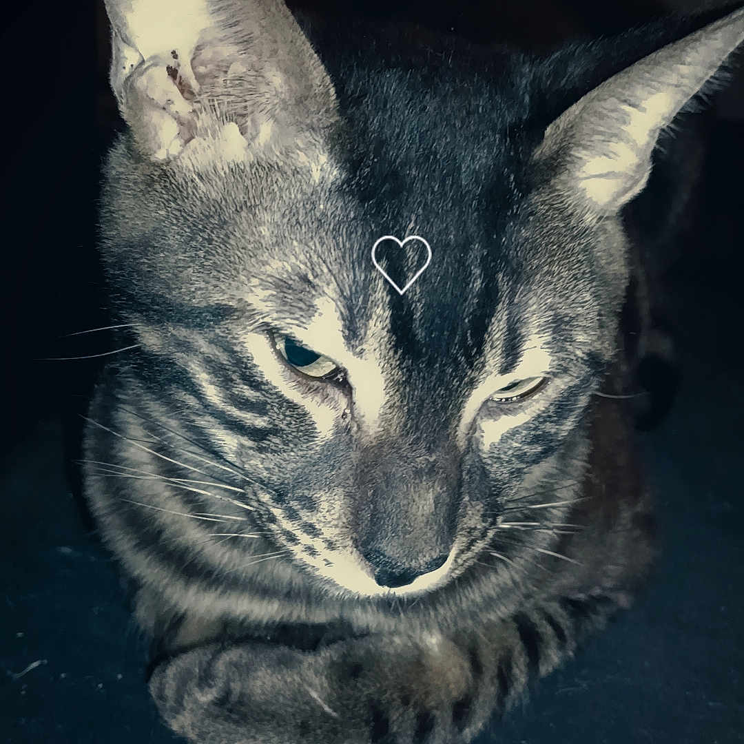 Aslan participe au concours pour gagner de l'argent avec cette photo : cat, tabby, animal, pet, feline, ears, whiskers, fur, indoor, resting, dark_background, closeup, portrait, mammal, looking_down, sleepy, quiet, domestic, cute, striped