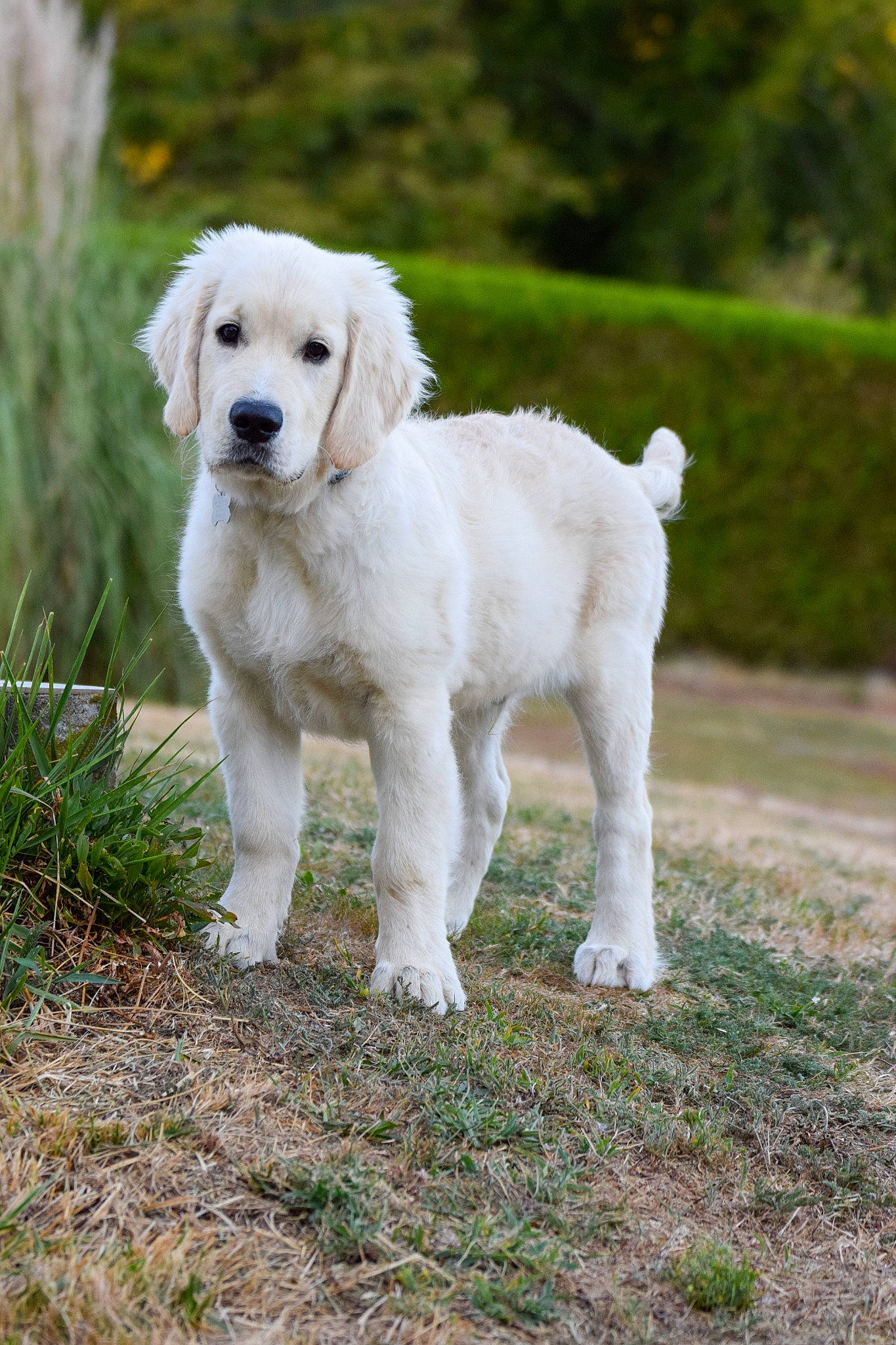 Thalès a rejoint le concours — aidez-le/la à gagner de superbes lots ! canidae, carnivore, companion_dog, dog, dog_breed, fawn, grass, gun_dog, plant, snout, sporting_group, tail, terrestrial_animal, tree, working_animal, working_dog