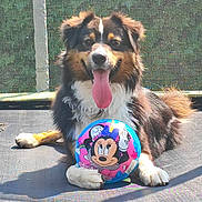 Ulysse a rejoint le concours — aidez-le/la à gagner de superbes lots ! dog, animal, pet, trampoline, ball, toy, outdoor, sunlight, happy, tongue_out, playful, brown_fur, white_fur, black_fur, paw, cute, smiling, summer, recreation, background