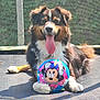 dog, animal, pet, trampoline, ball, toy, outdoor, sunlight, happy, tongue_out, playful, brown_fur, white_fur, black_fur, paw, cute, smiling, summer, recreation, background