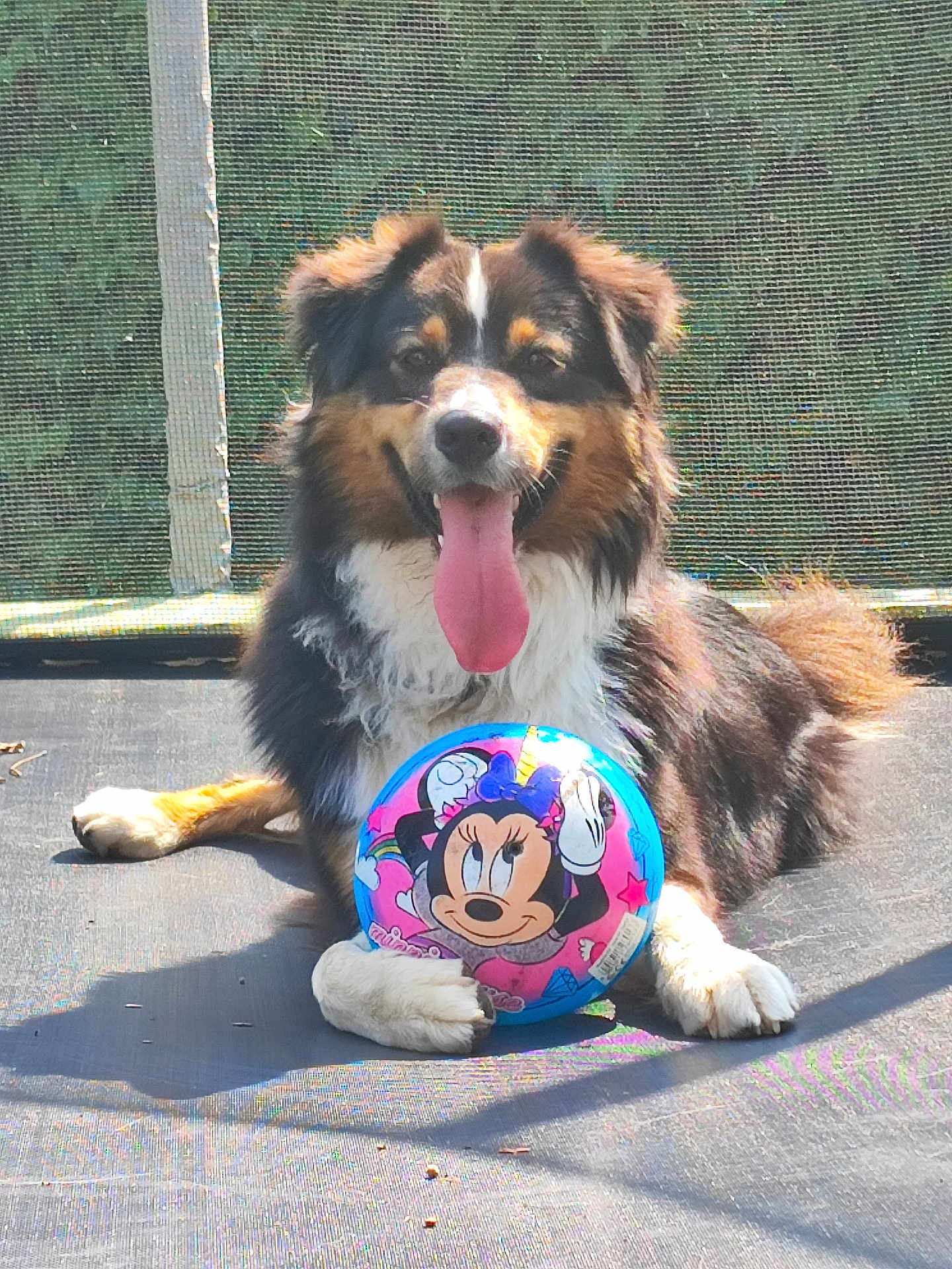 Ulysse a rejoint le concours — aidez-le/la à gagner de superbes lots ! dog, animal, pet, trampoline, ball, toy, outdoor, sunlight, happy, tongue_out, playful, brown_fur, white_fur, black_fur, paw, cute, smiling, summer, recreation, background