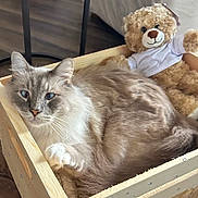 Fatty joined the competition — help win amazing prizes! cat, teddy_bear, wooden_crate, indoor, plush_toy, feline, fur, pet, cozy, relaxing, animal, cute, domestic, soft, toy, brown, white, floor, home, resting