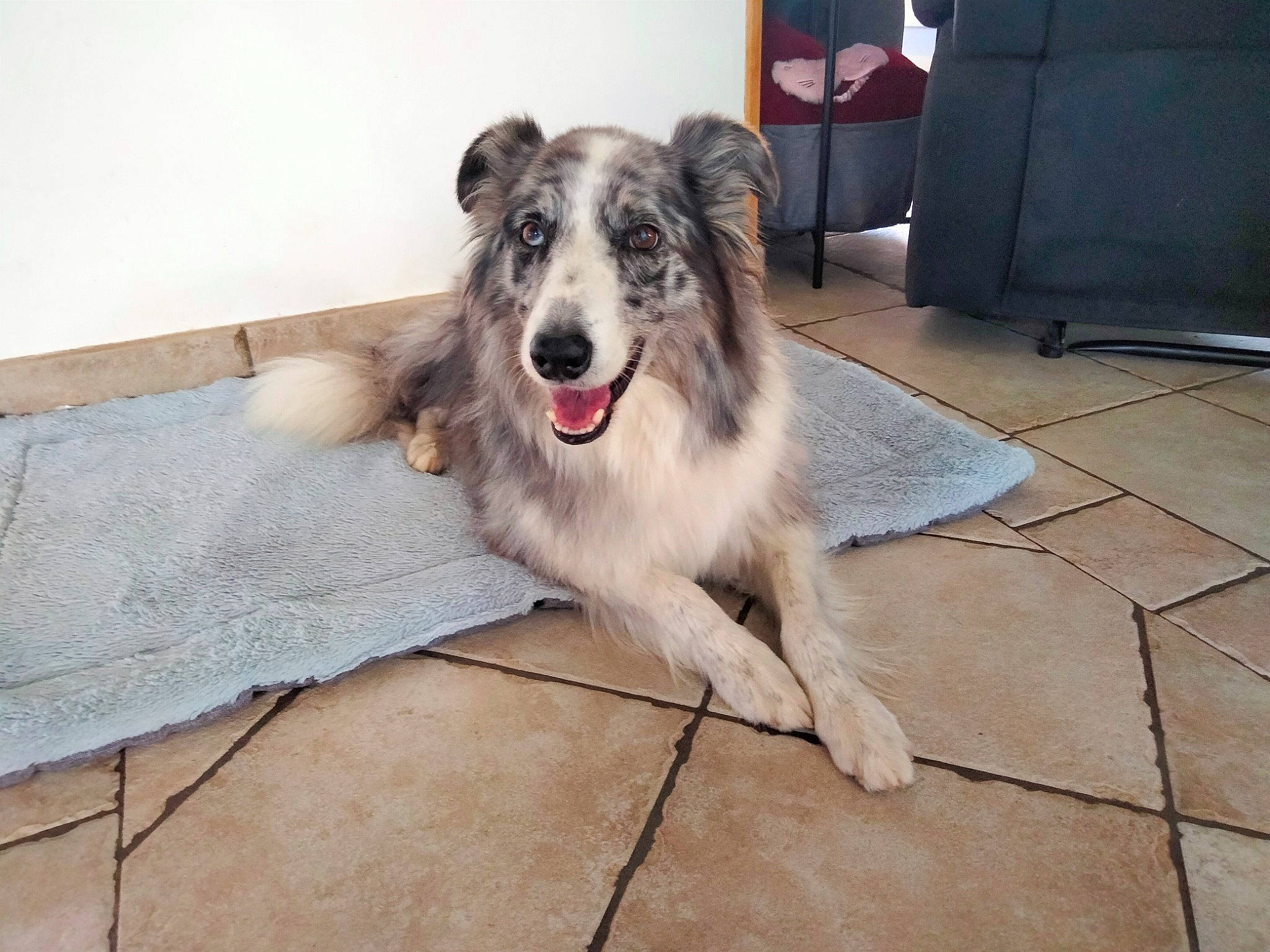 Baya participe au concours pour gagner de l&#x27;argent avec cette photo : border_collie, cabinetry, carnivore, companion_dog, dog, dog_breed, door, fang, floor, flooring, foot, fur, grey, hardwood, herding_dog, paw, sporting_group, whiskers, wood, working_dog