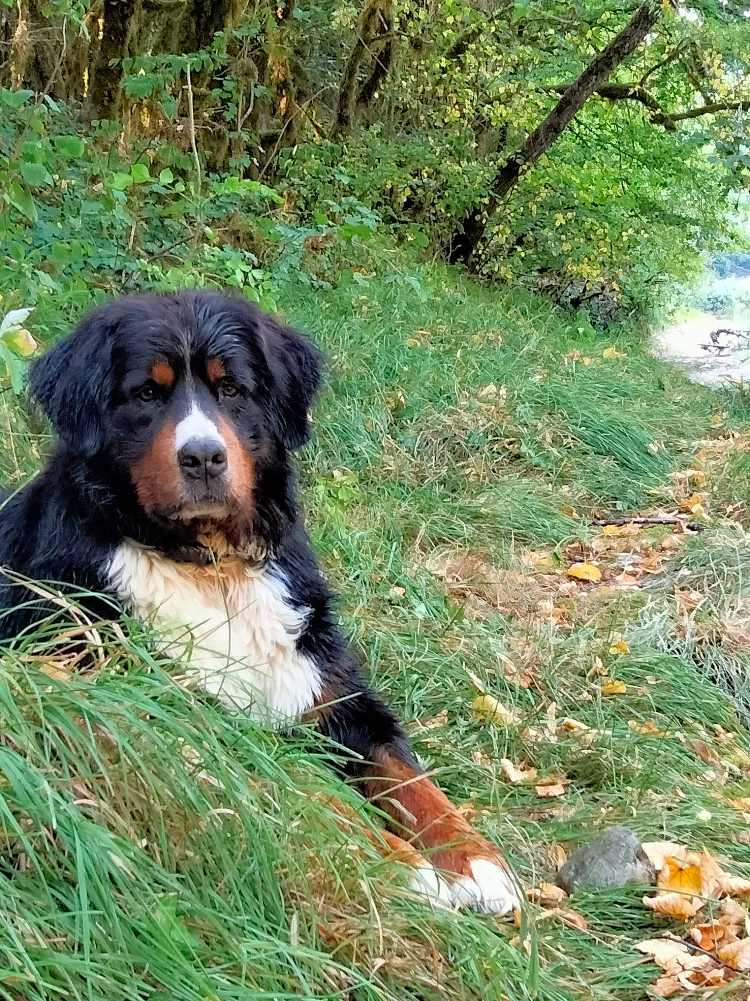 Milord a rejoint le concours — aidez-le/la à gagner de superbes lots ! canidae, carnivore, companion_dog, dog, dog_breed, grass, hunting_dog, plant, snout, sporting_group, terrestrial_animal, tree, working_dog