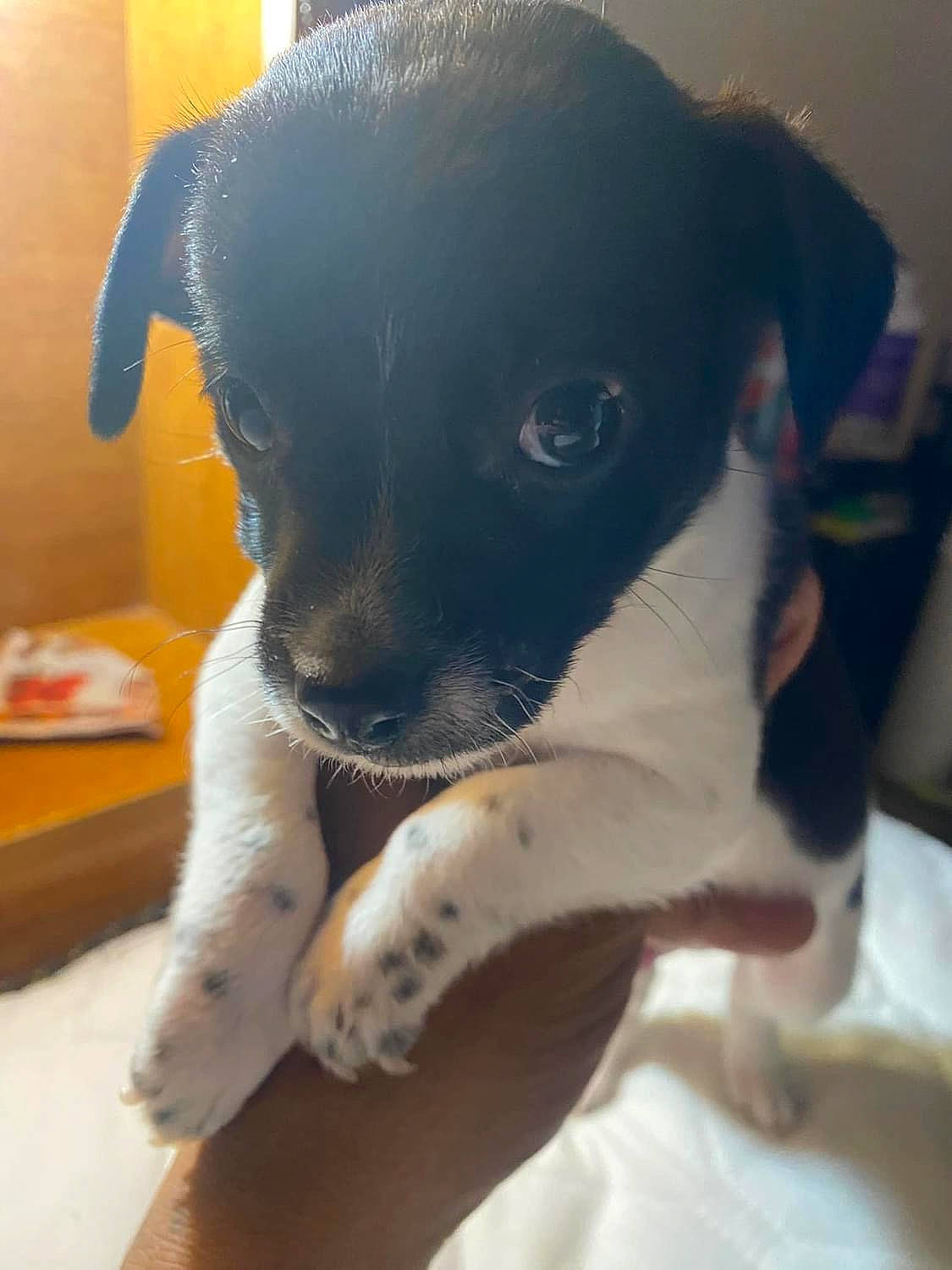 Shiloh is registered to the contest to win money with this photo: borador, canidae, carnivore, collar, comfort, companion_dog, dog, dog_breed, fur, non_sporting_group, paw, snout, sporting_group, terrier, whiskers, working_animal