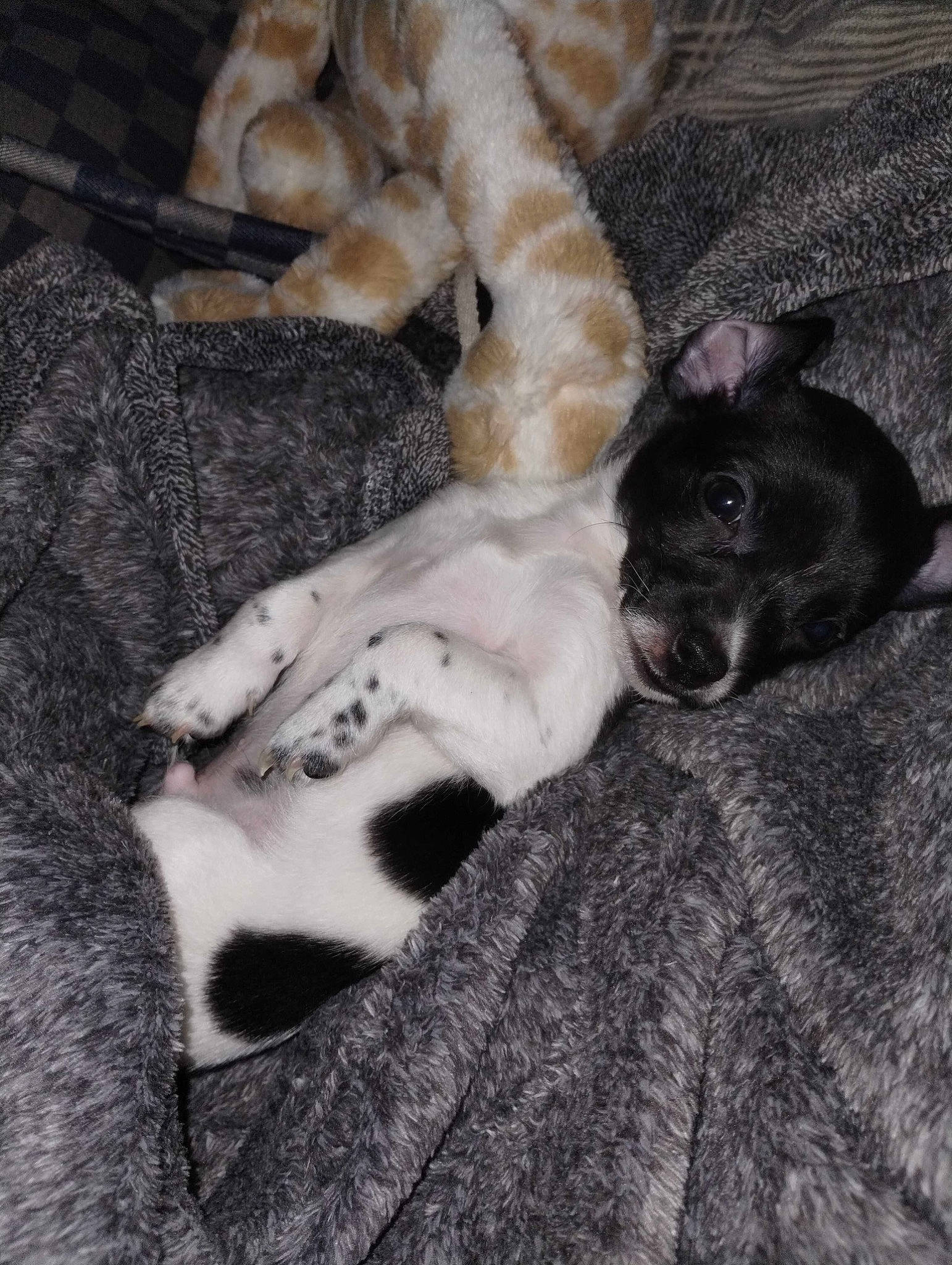 Shiloh is registered to the contest to win money with this photo: bed, canidae, carnivore, claw, comfort, companion_dog, couch, dog, dog_breed, domestic_short_haired_cat, fawn, felidae, fur, grey, paw, small_to_medium_sized_cats, sporting_group, tail, terrestrial_animal, whiskers