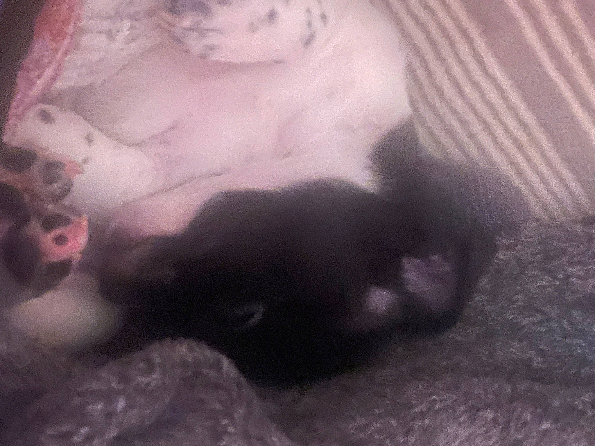 Shiloh joined the competition — help win amazing prizes! chest, darkness, dog_breed, felidae, flesh, fur, jaw, monochrome, monochrome_photography, organism, paw, shadow, small_to_medium_sized_cats, snout, sporting_group, tail, terrestrial_animal, tints_and_shades, visual_arts, whiskers