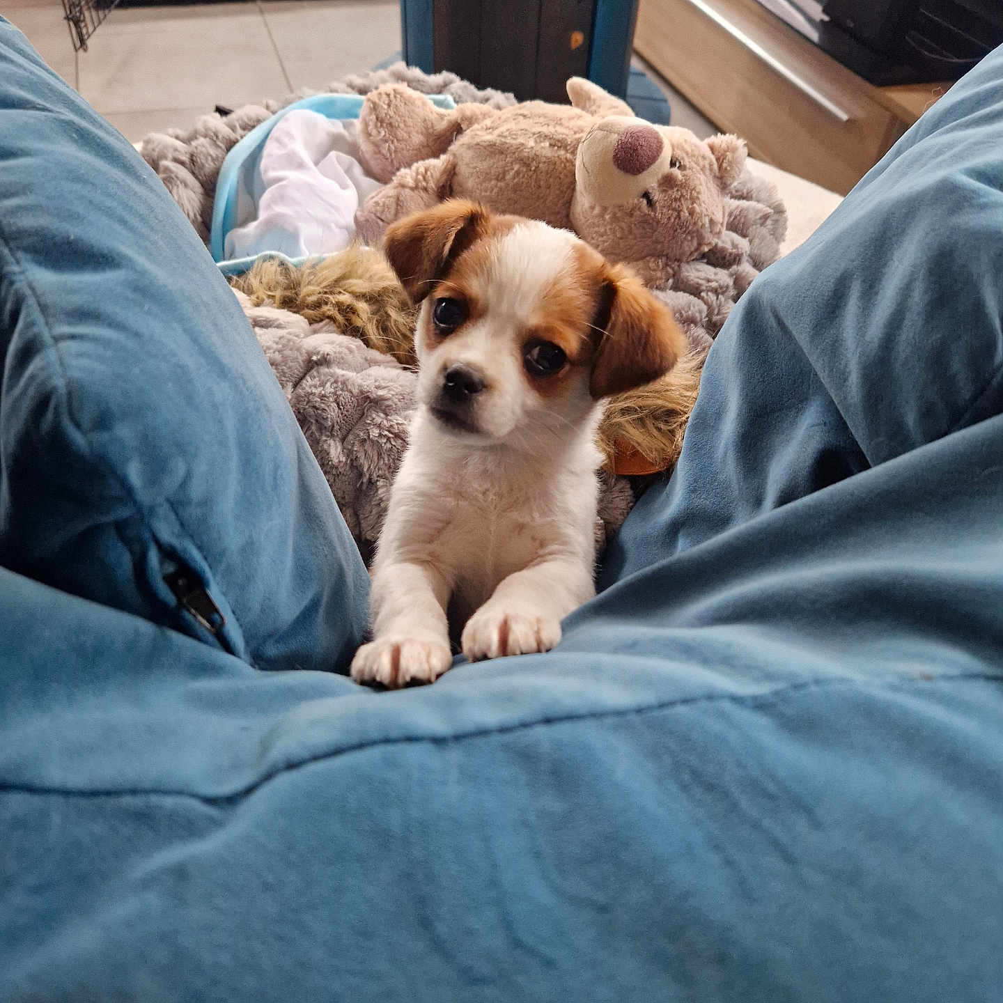 Voyou a rejoint le concours — aidez-le/la à gagner de superbes lots ! animal, beagle, bed, bedroom, blanket, canine, cat, cockerspaniel, couch, cushion, dog, furniture, homedecor, hound, indoors, person, pet, puppy, sleeping, terrier